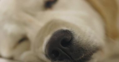 Yerde yatan sevimli bir golden retriever portresi..