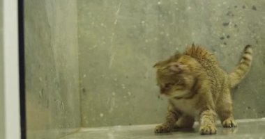 Kırmızı komik bir kedi duşta su akıntılarıyla oynar. Hayvanlı komik videolar.