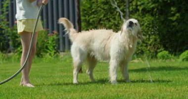 Bahçede ferahlatıcı bir anın tadını çıkaran neşeli bir Golden Retriever hortumdan su fışkırıyor. Güneşli bir günde mutlu bir köpeğin eğlenceli ve samimi anı. Yüksek kalite 4k görüntü