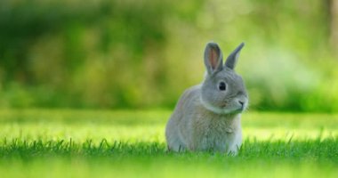 Küçük dekoratif bir tavşan canlı bahar yapraklarıyla çevrili yemyeşil bir çimenlikte oturuyor, doğal yenilenmeyi sembolize ediyor.