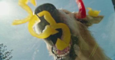Golden Retriever 'ın dilimlenmiş dolmalık biber yemesi, aşağıdaki camdan bakıldığında, vejetaryen aperatiflerinin yaratıcı bir açısını gözler önüne seriyor. Yüksek kalite 4k görüntü