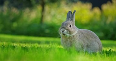 Güneşli bir çayırda canlı yeşil çimlerde otlayan gri bir tavşan huzurlu bir ifadeyle bitki örtüsünü kemiriyor. Yüksek kalite 4k görüntü