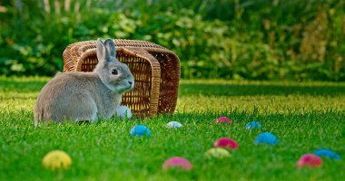 Sevimli gri bir tavşan, renkli Paskalya yumurtalarıyla çevrili, devrilmiş hasır bir sepetin yanında, güneşli yeşil bir çimenlikte oturur. Bayram ruhunu sembolize eder. Yüksek kalite fotoğraf