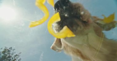 Golden Retriever rengarenk biberlerin tadını çıkarırken, şeffaf camdan bakıldığında, vejetaryen yemeğine benzersiz bir bakış açısı sunuyor. Yüksek kalite 4k görüntü