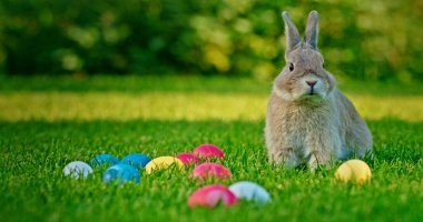 Tüylü gri bir tavşan, renkli Paskalya yumurtalarıyla çevrili yemyeşil bir çimenlikte dikkatlice oturur ve Paskalya kutlamasının neşeli ruhunu somutlaştırır. Yüksek kalite fotoğraf