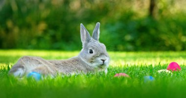 Tüylü gri bir tavşan yeşil çimenlerde uzanıyor, renkli Paskalya yumurtalarıyla çevrili. Barışçıl açık hava manzarası bahar ve Paskalya kutlamalarının özünü yansıtıyor. Yüksek kalite fotoğraf