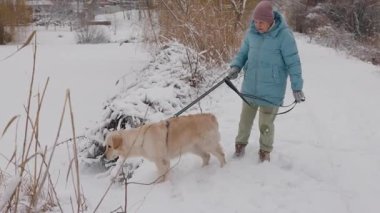 Aktif kıdemli kadın, donmuş bir gölün yakınındaki, karlı bir yolda Golden Retriever 'ında yürüyor. Açık hava egzersizini ve sağlıklı bir yaşam tarzını teşvik ediyor. Yüksek kalite 4k görüntü