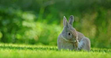 Gri bir tavşan yeşil çimlerde patisini kemiriyor, güneşli bir çayırda kendini tımar ediyor gibi görünüyor. Yüksek kalite 4k görüntü