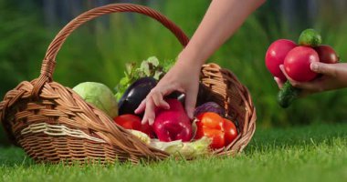 Bir çift el, domates, salatalık ve dolmalık biber de dahil olmak üzere taze toplanmış sebzeleri yeşil çimlere sabitlenmiş sepetin içine yerleştirir. Yüksek kalite 4k görüntü