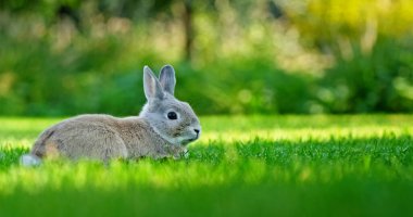 Tüylü gri bir tavşan, bulanık doğal bir arka planla çevrili yemyeşil çimenlerin üzerinde oturur ve barışçıl bir bahar atmosferi yaratır. Yüksek kalite fotoğraf