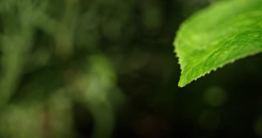 Ucunda su damlası olan yeşil bir yaprağın yakın plan görüntüsü bulanık doğal bir zemin üzerine kurulmuş tazelik ve sükuneti vurguluyor. Yüksek kalite 4k görüntü