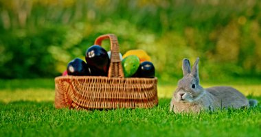 Patlıcan, salatalık ve biber de dahil olmak üzere taze sebzelerle dolu sepetin yanında yeşil çimlerin üzerinde uzanmış rahat bir tavşan. Yüksek kalite fotoğraf