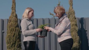 Orta yaşlı bir kadın ve yaşlı annesi arka bahçede dikilip kozalaklı bir kozalaklı saksı tohumunu tartışıyor. Yaşlı kadın elinde bir bardak tutarken bitkiye dokunmak için uzanır. Yüksek kalite 4k görüntü