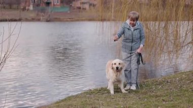 Yaşlı bir kadın, Golden Retriever tasmasını bir göl kenarına bağlamak için eğiliyor. Söğüt dalları sakin suyun üzerinde sallanırken köpek çimenli sahilde duruyor. Evleri olan bir kırsal alan...