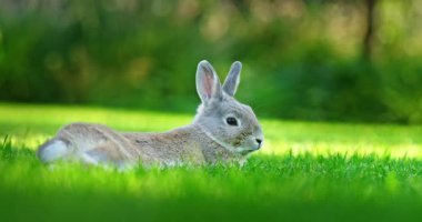 Gri bir tavşan, yemyeşil çimlerin üzerinde sakince oturuyor, akşam güneşinin sıcacık parıltısıyla aydınlanıyor. Yüksek kalite 4k görüntü