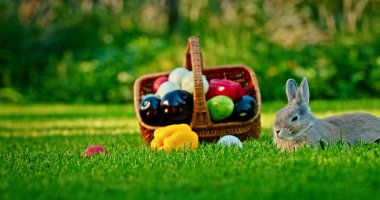 Yeşil çimlerin üzerinde içi dolmuş taze sebzeler, dolma biberler, patlıcanlar ve salatalıklar dahil olmak üzere yeşil bir sepetin yanında uzanan gevşemiş tavşan. Yüksek kalite fotoğraf