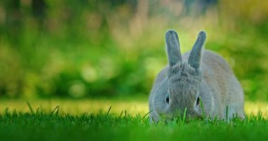 Açık havada güneşli bir ortamda etrafa saçılmış renkli Paskalya yumurtalarıyla dolu hasır bir sepetin yanındaki yemyeşil çimlerin üzerinde dinlenen gri tavşan. Yüksek kalite 4k görüntü