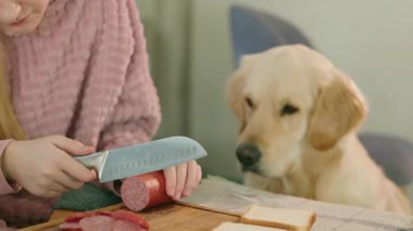 Golden Retriever hevesle bir kızın sosis dilimleyişini izliyor, umut dolu gözlerle atıştırmayı bekliyor. Yüksek kalite 4k görüntü