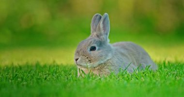 Kısaca, canlı yeşil çimlerin üzerinde dinlenen gri tavşan ve bulanık doğal bir arka plan. Yüksek kalite 4k görüntü
