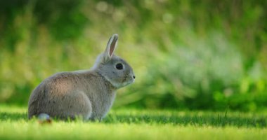 Güneşli bir alanda yeşil çimlerin üzerinde oturan küçük gri bir tavşan dikkatlice yana bakıyor. Yüksek kalite 4k görüntü