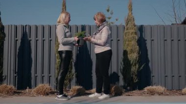 Yaşlı bir kadın ve orta yaşlı kızı arka bahçede bir kozalaklı ağaç fidanını inceliyor. Yaşlı kadın küçük bitkiye dokunmak için uzanırken bir fincan tutuyor. Yüksek kalite 4k görüntü