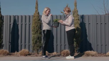 Yaşlı bir kadın ve orta yaşlı kızı arka bahçede durup kozalaklı küçük bir kozalaklı ağaç fidanını inceliyorlar. Yaşlı kadın bitkiye dokunmak için uzanırken bir fincan tutuyor. Yüksek kalite 4k görüntü