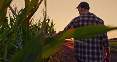 Gün batımında mısır tarlasının yanında yürüyen çiftçi, huzurlu kırsal atmosferin tadını çıkarırken yapraklara hafifçe dokunuyor.. 