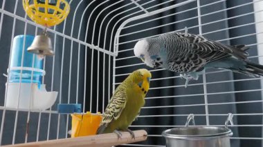 İki muhabbet kuşu beyaz bir kafeste dinleniyor, biri tahta bir çubuğa tünemiş, diğeri de parmaklıklara yapışmış, oyuncaklarla çevrili, bir besleyici ve bir su dağıtıcısı. Yüksek kalite 4k görüntü