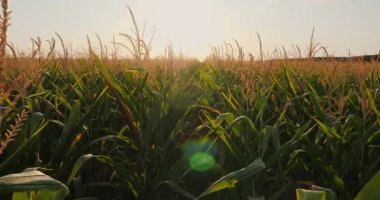 Gün batımında güneş gören bir mısır tarlasında altın ışıkla uzun bitkileri aydınlatırken pov çekimi. Yüksek kalite 4k görüntü