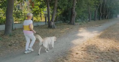 Güneşli bir sabahta parkta Golden Retriever ile koşan yaşlı bir kadın. İkisi de enerji ve amaçla hareket ediyor. Yüksek kalite 4k görüntü