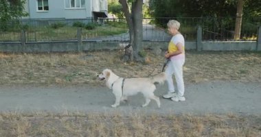Güneşli bir günde, bir yerleşim yerinin yanındaki toprak yolda Golden Retriever 'ıyla yürüyen yaşlı bir kadın. Yüksek kalite 4k görüntü