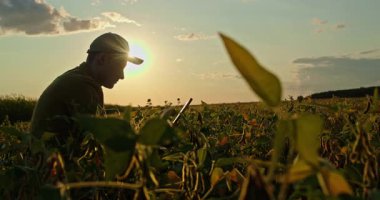 Gün batımında soya tarlasında dijital tablet kullanan genç bir çiftçi. Parlayan gökyüzüne karşı bir siluet. Yüksek kalite 4k görüntü