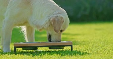 Golden Retriever, güneşli bir günde bahçedeki yeşil çimenlikte modern bir köpek kasesinden yemek yiyor. Yüksek kalite 4k görüntü