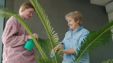 Büyükanne ve torun, parlak ve modern bir odada yaprakları silip su püskürterek, birlikte büyük bir avuçiçi bakımı yaparlar. Yüksek kalite 4k görüntü
