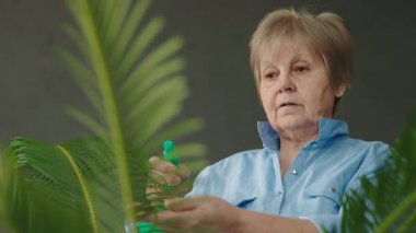 Üst düzey bir kadın dikkatli bir şekilde palmiye yapraklarına su püskürtür, parlak modern bir odada bitkiyi sakin bir şekilde büyütür. Yüksek kalite 4k görüntü