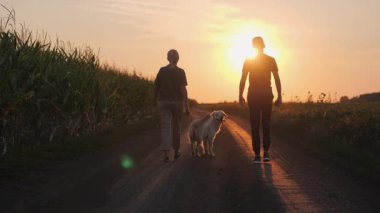 Gün batımında Golden Retriever köpekleri ile bir mısır tarlasının yanında yürüyen çiftçiler. Yüksek kalite 4k görüntü