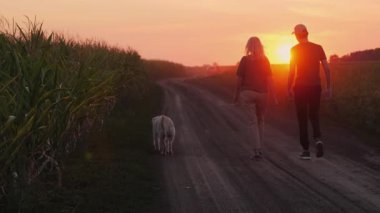 Bir çift çiftçi, gün batımında mısır tarlalarının oradaki kırsal toprak yolda Golden Retriever 'larıyla dolaşır ve huzurlu tarımsal hayatın tadını çıkarırlar. Yüksek kalite 4k görüntü