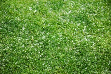 Dolu fırtınası sırasında etrafa saçılmış küçük dolu taşlarıyla kaplı yeşil çimenler doğal dokuyu ve hava etkilerini vurguluyor. Yüksek kalite fotoğraf