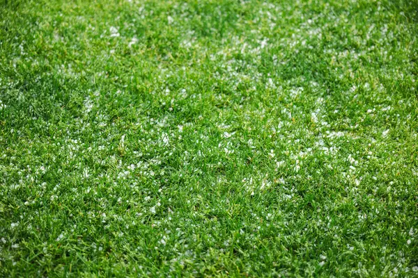 Dolu fırtınası sırasında etrafa saçılmış küçük dolu taşlarıyla kaplı yeşil çimenler doğal dokuyu ve hava etkilerini vurguluyor. Yüksek kalite fotoğraf