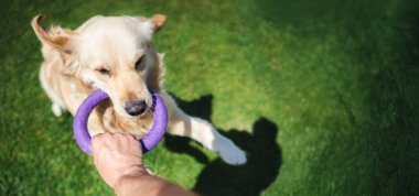Mutlu golden retriever köpeği, yeşil çimlerin üzerinde duran bir insan eli tarafından tutulan mor bir yüzük oyuncağıyla çekiştirip duruyor. Geniş açı
