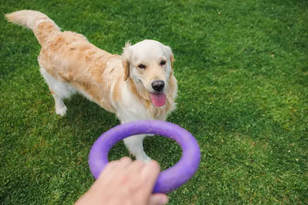 Golden retriever köpeği, gün ışığında yemyeşil çimlerde oyun saatinde mor yüzüklü bir oyuncak atmak için hevesle sahiplerini bekliyor.