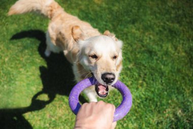 Golden retriever köpeği, sahibinin güneşli yeşil bir çimenlikte tuttuğu mor yüzük oyuncağıyla enerjik bir şekilde çekiştirip duruyor. Yüksek kalite fotoğraf