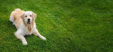 Golden retriever taze yeşil çimlerin üzerinde yatıyor, açık havada meraklı ve sakin görünüyor. Yüksek kalite fotoğraf