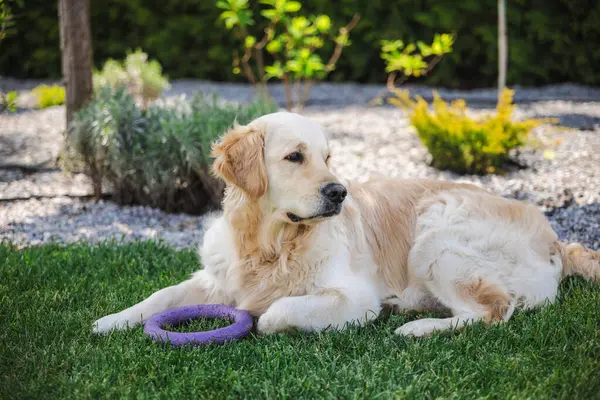 Golden retriever köpeği canlı yeşil çimlerde dinleniyor ön pençelerinin yanında mor bir yüzük oyuncağı tutuyor, arka planda bahçe bitkileri ve çakıllarla çevrili.