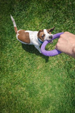 Oyuncu Jack Russell Terrier, sahibiyle güneşli bir çimenlikte oynanan römorkör oyunu sırasında mor bir yüzük oyuncağını çekiştiriyor. Yüksek kalite fotoğraf