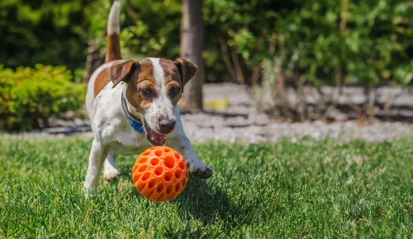 Odaklanmış Jack Russell Terrier açık hava aktivitesi sırasında güneşli yeşil çimlerde turuncu bir oyuncak topunu kovalıyor. Yüksek kalite fotoğraf