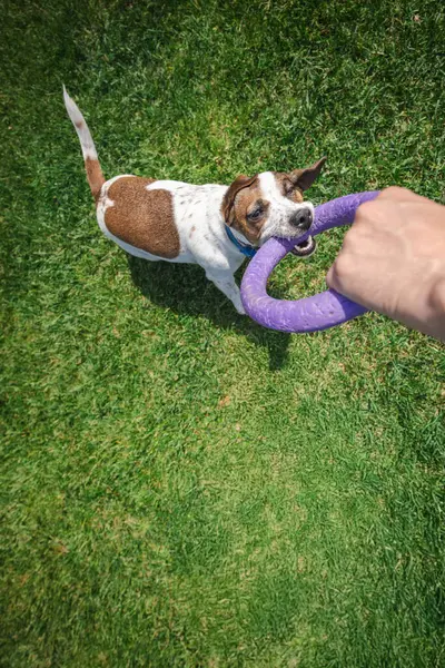 Oyuncu Jack Russell Terrier, sahibiyle güneşli bir çimenlikte oynanan römorkör oyunu sırasında mor bir yüzük oyuncağını çekiştiriyor. Yüksek kalite fotoğraf