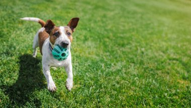 Enerjik Jack Russell Terrier, ağzında yeşil bir top ile çimenli bir çimenlikte koşuyor. Yakalamaca oynamaya hazır. Yüksek kalite fotoğraf