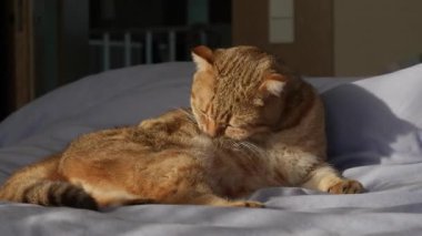 Sevimli, ateşli kızıl İskoç kedisi pençesini yalarken, dili hareket halinde dışarı fırlarken, bir yatakta komik derecede yoğun bir tımar ifadesine yakalanır. Yüksek kalite 4k görüntü