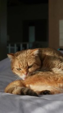 Sert görünüşlü İskoç kedisi patisini dilinden dışarı çıkararak, rahat bir yatakta uzanırken kasıtsız komik ve anlamlı bir bakış atıyor. Yüksek kalite 4k görüntü